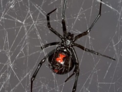 Black Widow Spiders usually hide in dark, cool and dry areas. 